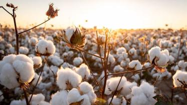 cotton.jpg