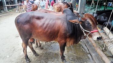 cow.jpg