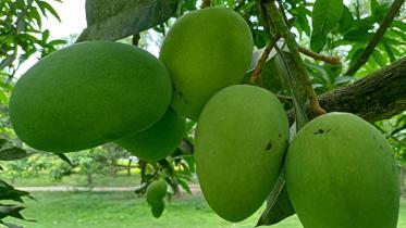 mango.jpg