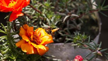 Consequences of climate change on gardening