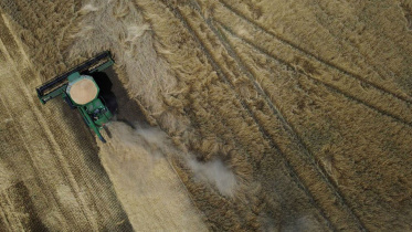 wheat.jpg