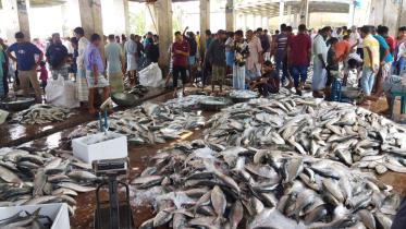 Hilsa brings back smiles to fishers