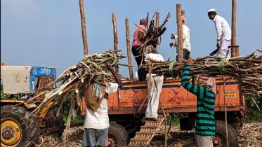 india_sugar_web.jpg
