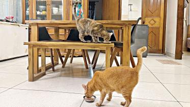 With more individuals beginning to embrace cats and dogs as companions, pet care has become a booming business. The industry makes sales of about Tk 200 crore annually in Bangladesh, with the market growing more than 20 percent every year.