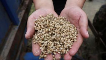 wheat.jpg