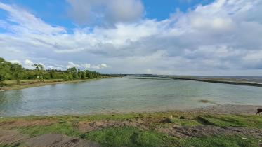 gohira-mangrove-forest-in-chattogram-1.jpg