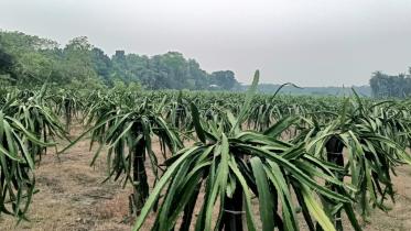 dragon-fruit-narail-brick-klin-1.jpg