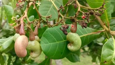 cashew-nut.jpg
