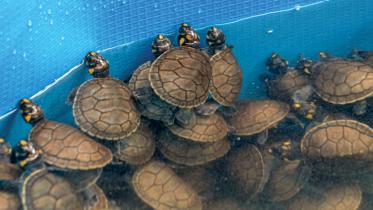 turtle.jpg