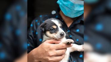 dog-stray-puppy