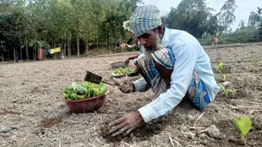 tobacco farming