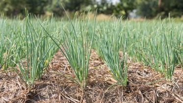 onion-farming-jashore.jpg