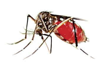 dengue.jpg