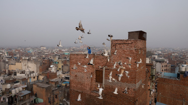 pigeons