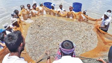 gamechanger-shrimp-farming.jpg