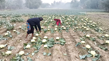 cauliflower.jpg