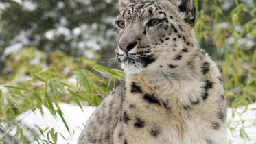 leopard.jpg