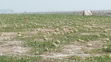 watermelon-price-1.jpg