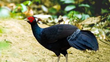 nature_quest-noble_chakma.jpg