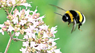 bee.jpg