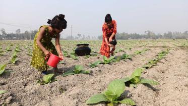 tobacco-cultivation-risk-1.jpg
