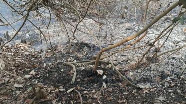 Fire service starts work to douse fire in Sundarbans