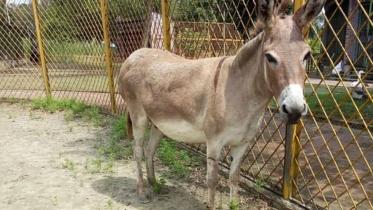 donkey