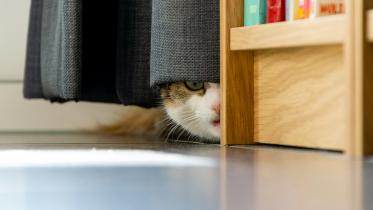 What do your pets need during stormy weather?      thomas-bormans-_cyirj58e6u-unsplash.jpg