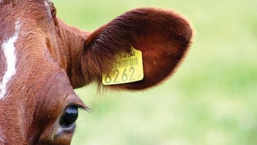 cow-barcode.jpg
