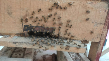 moulvibazar-beekeepers.jpg
