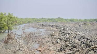 mangrove_forest_daily_star.jpg