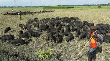 Rakhals with their herd of pigs, Gopalganj, 2016. Photo. Philip Gain