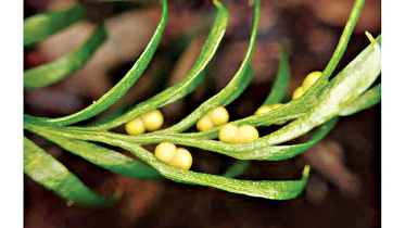 soft-ferngenome.jpg
