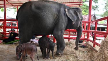 elephant_twins.jpg