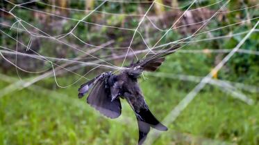 khulna-dead_bird_3_1.jpg