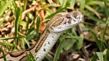 Russell’s Viper