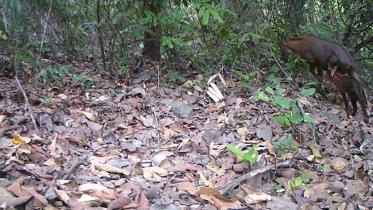 burmese_serow.jpg