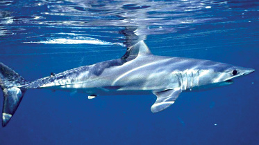 softsharks.jpg