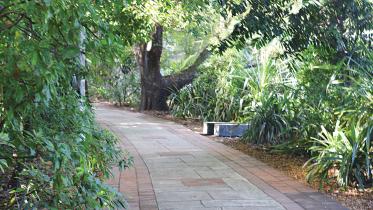 mini-cloud-forest.jpg