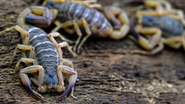 scorpion.jpg