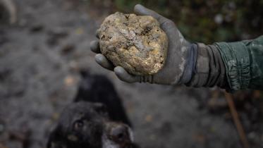 truffle.jpg