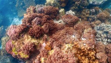 great_barrier_reef.jpg