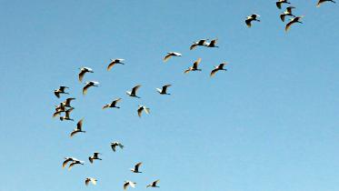 birds-feather.jpg