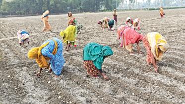 potato-cultivation.jpg