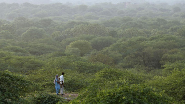 India forest 