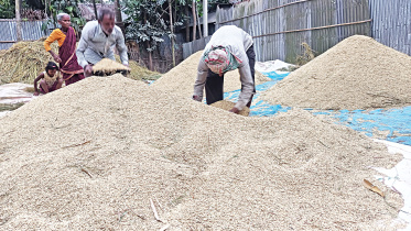 lalmonirhat_paddy.jpg
