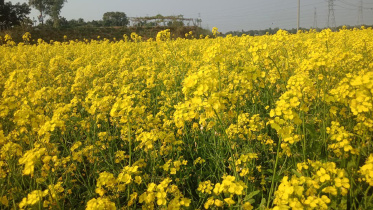 mustard-offer.jpg