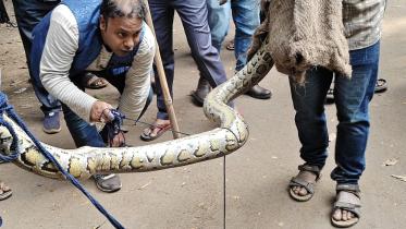 python