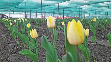 tulip.jpg