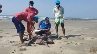 turtle_photo_star_file.jpg